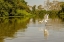Picture of BRAZIL-PANTANAL GREAT EGRET FISHING 