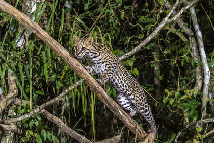 Picture of BRAZIL-PANTANAL OCELOT ON TREE BRANCH 