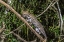 Picture of BRAZIL-PANTANAL OCELOT ON TREE BRANCH 