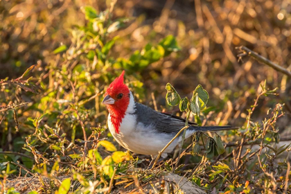 Picture of BRAZIL-PANTANAL RED-CRESTED CARDINAL 