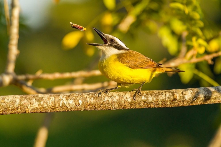 Picture of BRAZIL-PANTANAL KISKADEE FEEDING 