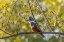 Picture of BRAZIL-PANTANAL CLOSE-UP OF RINGED KINGFISHER 