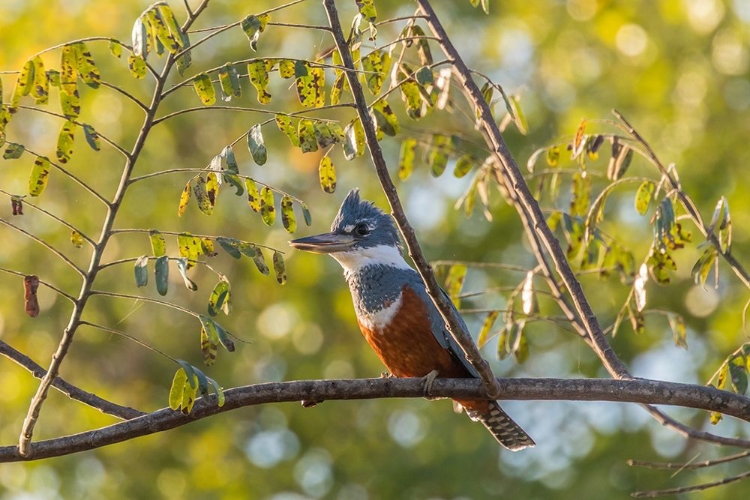 Picture of BRAZIL-PANTANAL CLOSE-UP OF RINGED KINGFISHER 