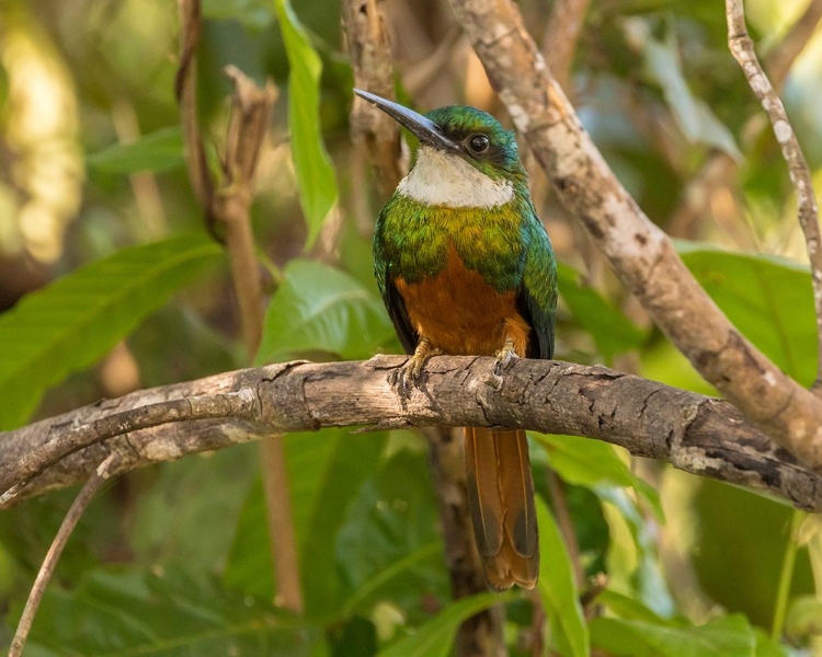 Picture of BRAZIL-PANTANAL RUFOUS-TAILED JACAMAR BIRD ON LIMB 