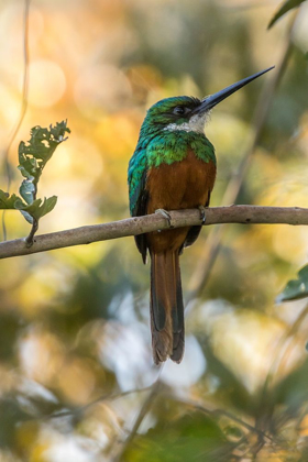 Picture of BRAZIL-PANTANAL RUFOUS-TAILED JACAMAR BIRD ON LIMB 