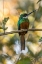Picture of BRAZIL-PANTANAL RUFOUS-TAILED JACAMAR BIRD ON LIMB 