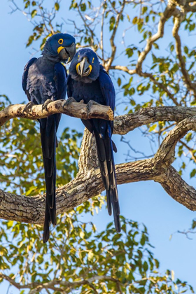 Picture of BRAZIL-PANTANAL HYACINTH MACAW PAIR IN TREE 