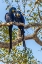 Picture of BRAZIL-PANTANAL HYACINTH MACAW PAIR IN TREE 