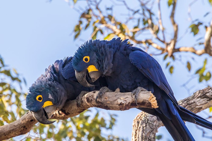 Picture of BRAZIL-PANTANAL HYACINTH MACAW PAIR IN TREE 