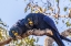 Picture of BRAZIL-PANTANAL HYACINTH MACAW PAIR IN TREE 