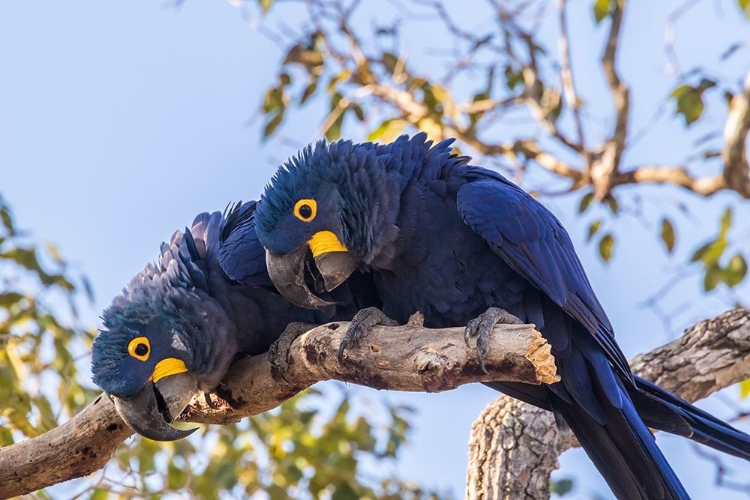 Picture of BRAZIL-PANTANAL HYACINTH MACAW PAIR IN TREE 