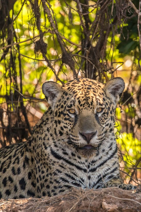 Picture of BRAZIL-PANTANAL CLOSE-UP OF JAGUAR 