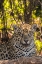 Picture of BRAZIL-PANTANAL CLOSE-UP OF JAGUAR 