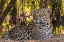 Picture of BRAZIL-PANTANAL CLOSE-UP OF JAGUAR 