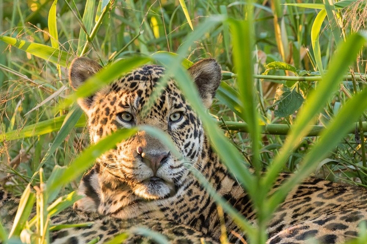 Picture of BRAZIL-PANTANAL CLOSE-UP OF JAGUAR 