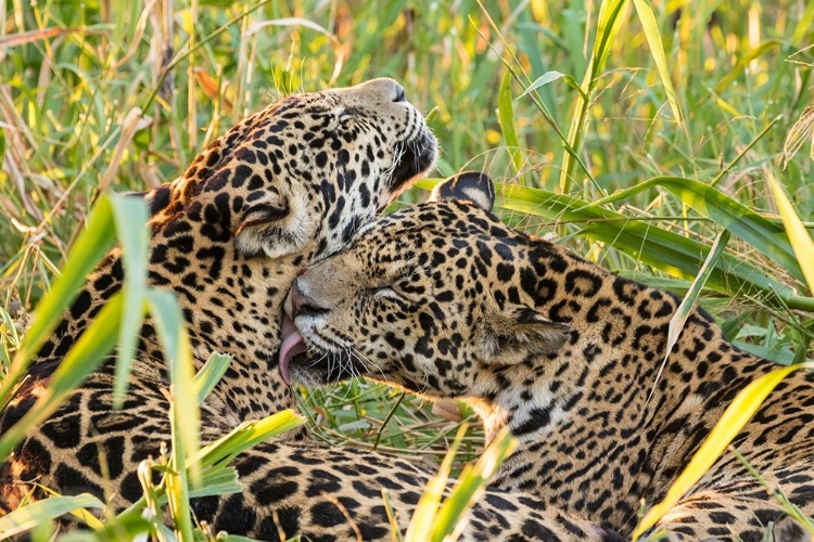 Picture of BRAZIL-PANTANAL CLOSE-UP OF JAGUARS GROOMING 