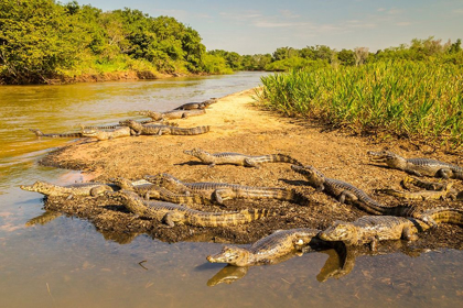 Picture of BRAZIL-PANTANAL GROUP OF JACARE CAIMAN REPTILES AND RIVER 