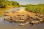Picture of BRAZIL-PANTANAL GROUP OF JACARE CAIMAN REPTILES AND RIVER 