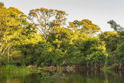 Picture of BRAZIL-PANTANAL CUIABA RIVER LANDSCAPE 