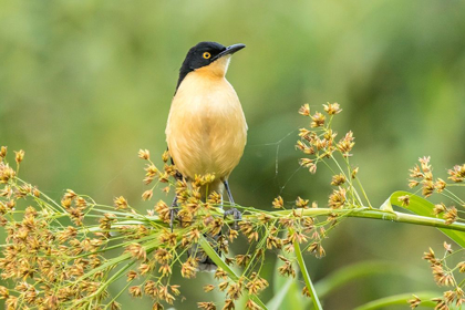 Picture of BRAZIL-PANTANAL BLACK-CAPPED DONACOBIUS BIRD CLOSE-UP 