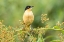 Picture of BRAZIL-PANTANAL BLACK-CAPPED DONACOBIUS BIRD CLOSE-UP 