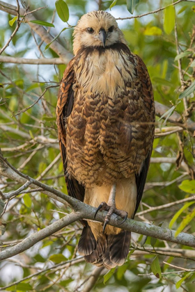Picture of BRAZIL-PANTANAL BLACK-COLLARED HAWK IN TREE 