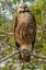 Picture of BRAZIL-PANTANAL BLACK-COLLARED HAWK IN TREE 