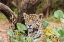 Picture of BRAZIL-PANTANAL CLOSE-UP OF JAGUAR 