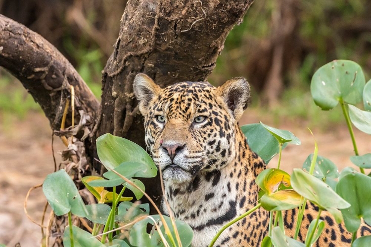 Picture of BRAZIL-PANTANAL CLOSE-UP OF JAGUAR 