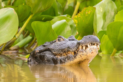 Picture of BRAZIL-PANTANAL JACARE CAIMAN REPTILE IN WATER 