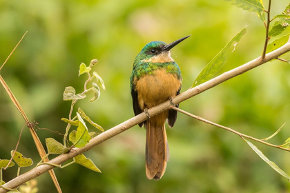 Picture of BRAZIL-PANTANAL RUFOUS-TAILED JACAMAR BIRD CLOSE-UP 