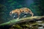 Picture of BRAZIL-PANTANAL ABSTRACT OF JAGUAR WALKING ON LOG