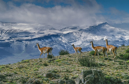 Picture of GUANACOS GRAZE WITH BACKDROP OF SNOWY MOUNTAIN TORRES DEL PAINE NATIONAL PARK-CHILE-PATAGONIA