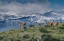 Picture of GUANACOS GRAZE WITH BACKDROP OF SNOWY MOUNTAIN TORRES DEL PAINE NATIONAL PARK-CHILE-PATAGONIA