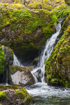 Picture of WITHIN PARC NACIONAL TORRES DEL PAINE-THERE IS A TROPICAL RAINFOREST 