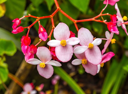 Picture of PINK FLOWERING BEGONIA-EASTER ISLAND-CHILE