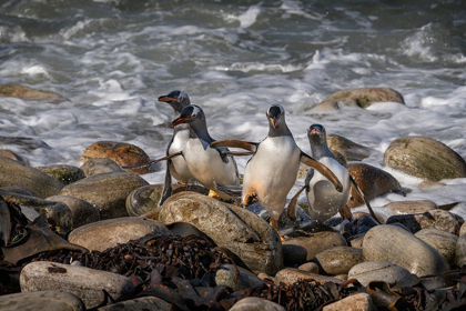 Picture of FALKLAND ISLANDS-GRAVE COVE GENTOO PENGUINS RETURNING FROM OCEAN 