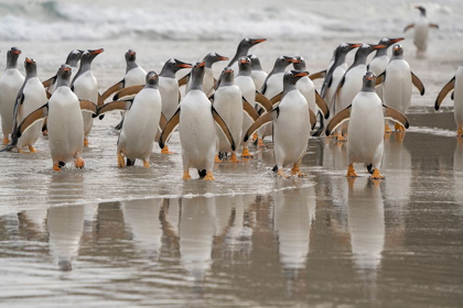 Picture of FALKLAND ISLANDS-GRAVE COVE GENTOO PENGUINS EMERGING FROM OCEAN 