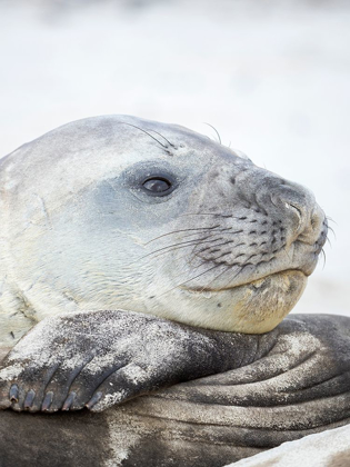 Picture of SOUTHERN ELEPHANT SEAL MALE-AFTER HAREM AND BREEDING SEASON ON THE FALKLAND ISLANDS