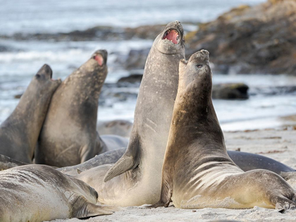 Picture of SOUTHERN ELEPHANT SEAL AFTER HAREM AND BREEDING SEASON YOUNG BULLS FIGHTING 