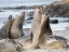 Picture of SOUTHERN ELEPHANT SEAL AFTER HAREM AND BREEDING SEASON YOUNG BULLS FIGHTING 