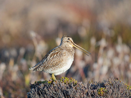 Picture of MAGELLAN SNIPE TAXONOMY UNDER DISPUTE-SOMETIMES ALSO CALLED PARAGUAYAN SNIPE FALKLAND ISLANDS