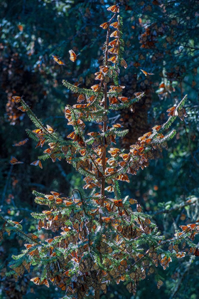 Picture of A MONARCH BUTTERFLY CHRISTMAS TREE-EL ROSARIO RESERVE-MEXICO