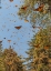 Picture of MASSES OF MONARCH BUTTERFLIES IN FLIGHT-CERRO PELON MONARCH BUTTERFLY RESERVE-MICHOACAN-MEXICO