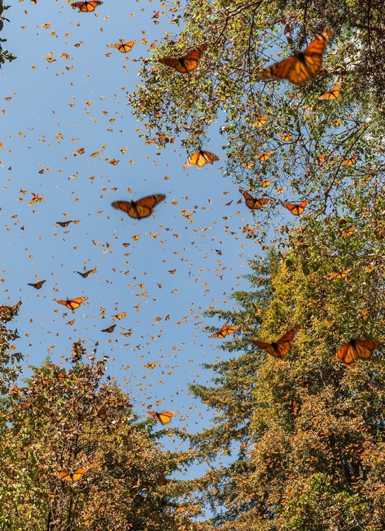 Picture of MASSES OF MONARCH BUTTERFLIES IN FLIGHT-CERRO PELON MONARCH BUTTERFLY RESERVE-MICHOACAN-MEXICO