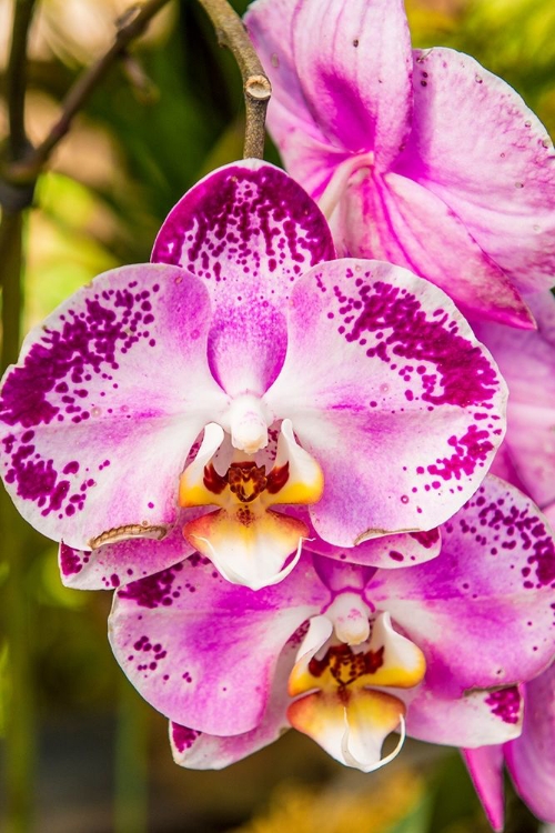 Picture of FLOWERS AT THE PUERTO VALLARTA BOTANICAL GARDEN-PUERTO VALLARTA-JALISCO-MEXICO