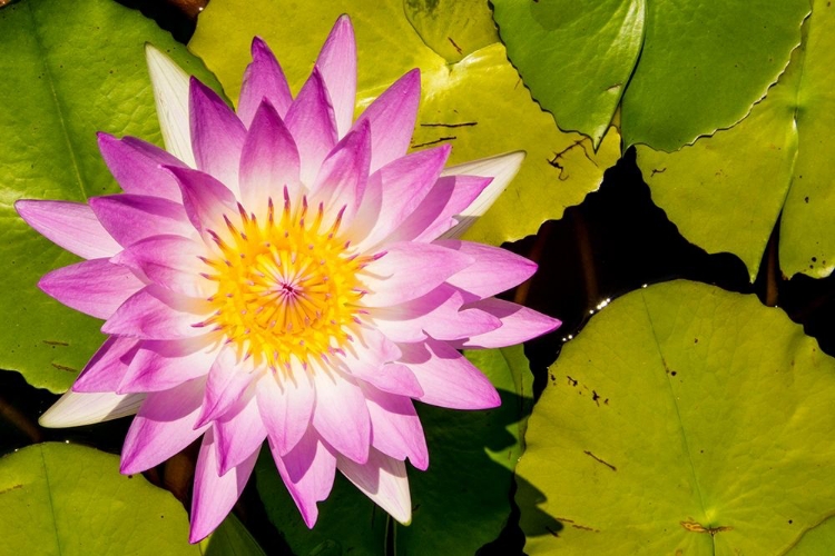 Picture of WATER LILY PUERTO VALLARTA BOTANICAL GARDEN-PUERTO VALLARTA-JALISCO-MEXICO