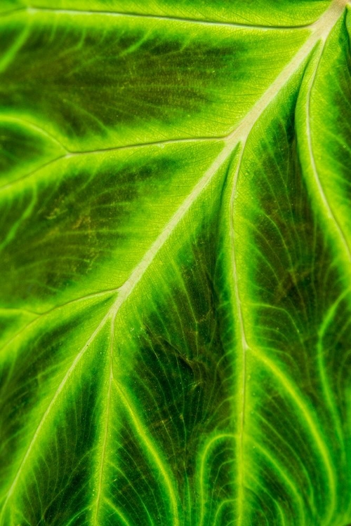 Picture of LEAF VEINS PUERTO VALLARTA BOTANICAL GARDEN-PUERTO VALLARTA-JALISCO-MEXICO