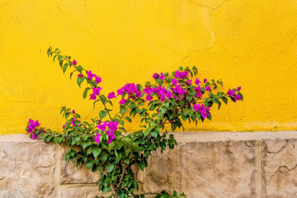 Picture of PLANT AGAINST WALL IN TLAQUEPAQUE-NEAR GUADALAJARA-JALISCO-MEXICO