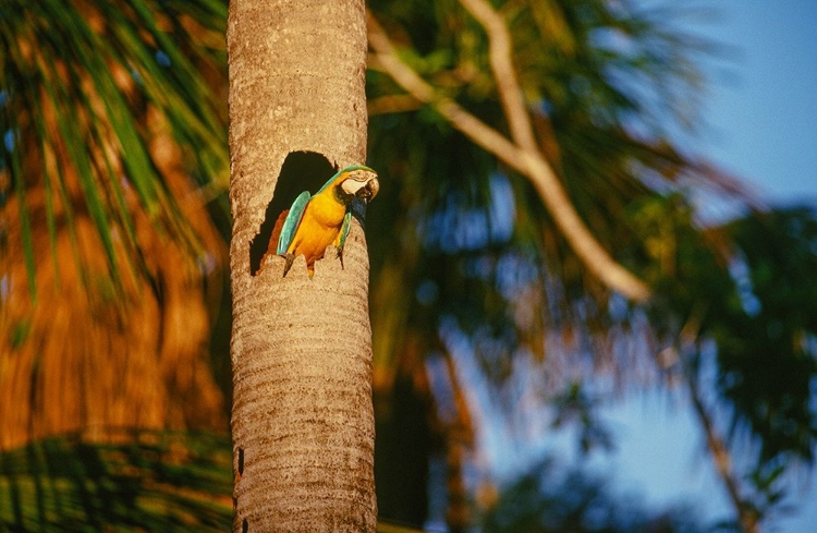 Picture of BLUE-AND-YELLOW MACAW PERCHED IN TRUNK NEST CAVITY-PERU